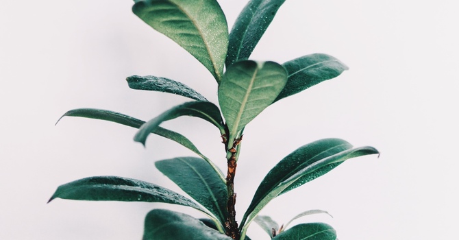 CBD Infused Coconut Oil Massage